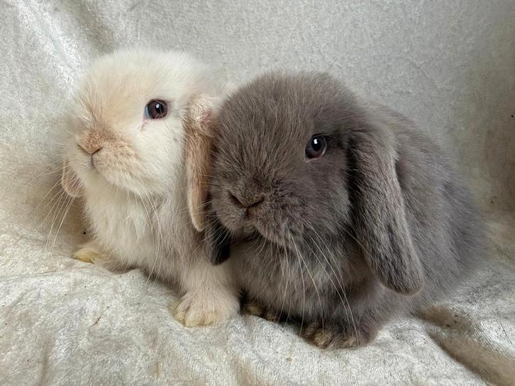 Zeldzaam mooi koppeltje lieve handtamme Minilop konijntjes, Dieren en Toebehoren, Konijnen, Klein, Meerdere dieren, 0 tot 2 jaar