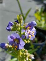 Jakobsladder /Polemonium caeruleum, Halfschaduw, Zomer, Vaste plant, Overige soorten