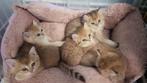 GOLDENS TE RESERVEREN MET STAMBOOM EN GARANTIE, Dieren en Toebehoren, Katten en Kittens | Raskatten | Korthaar, Meerdere dieren