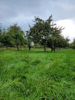 Gezocht: oude appel boomgaarden of grasland voor aanplant, Zakelijke goederen, Landbouw | Onroerend goed, Ophalen of Verzenden