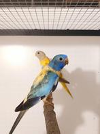 Splendid parkieten 2025, Dieren en Toebehoren, Vogels | Parkieten en Papegaaien, Meerdere dieren, Parkiet, Geringd