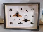 Taxidermy, Verzenden, Nieuw, Insect, Opgezet dier