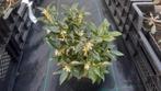 Sarcococca confusa, Ophalen of Verzenden, Halfschaduw