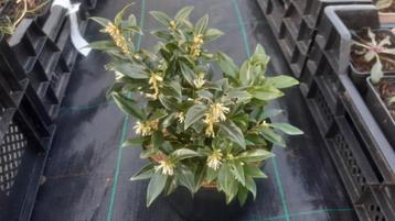 Sarcococca confusa beschikbaar voor biedingen
