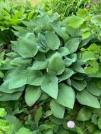 hosta 2 soorten, Overige soorten, Vaste plant, Ophalen of Verzenden, Halfschaduw