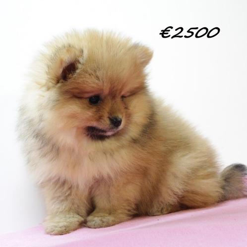 Mooie Dwergkees puppy's te koop, Dieren en Toebehoren, Honden | Poolhonden, Keeshonden en Oertypen, Meerdere dieren, Overige rassen