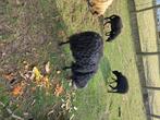 Ram Ouessant schaap, Dieren en Toebehoren, Schapen, Geiten en Varkens, Mannelijk, Schaap, 3 tot 5 jaar