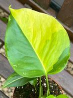 Monstera Aurea Marmorata Variegated, Huis en Inrichting, Kamerplanten, Overige soorten, In pot, Minder dan 100 cm, Groene kamerplant
