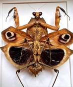 Splendide Mante Deroplatys Dessicata de Malaisie sous cadre, Collections, Collections Animaux, Insecte, Animal empaillé, Enlèvement ou Envoi