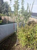 2 st appelboom laagstam, Tuin en Terras, Ophalen