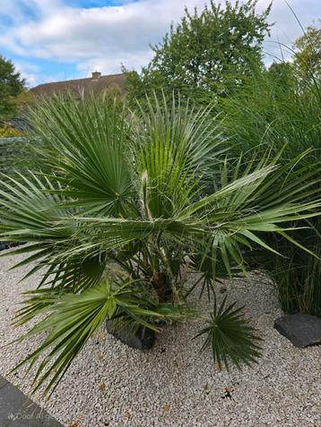 Mexicaanse palmboom  ' Washingtonia Robusta ' beschikbaar voor biedingen