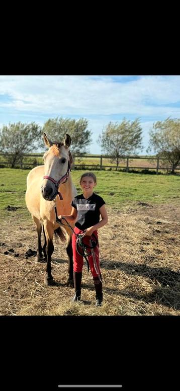 Valk pony - merrie - 8 jaar beschikbaar voor biedingen