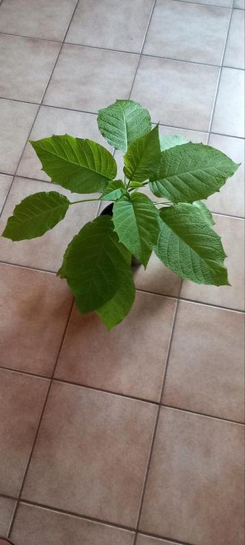 Brugmansia Engelentrompet Datura geel 35 cm beschikbaar voor biedingen
