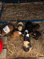 Cavia mannetjes te koop, Dieren en Toebehoren, Knaagdieren, Cavia, Mannelijk, Januari, Tam