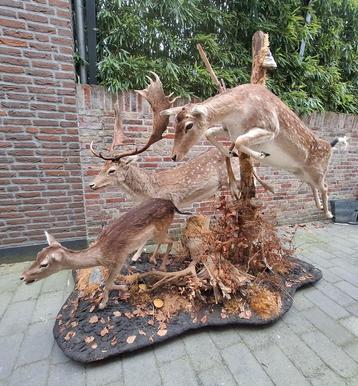 Opgezette damherten taxidermie jacht tafreel gewei schedel  beschikbaar voor biedingen