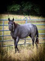 Quarter merrie, Dieren en Toebehoren, Merrie