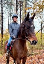 Grote brave ruin normale prijs, Dieren en Toebehoren, Paarden, Ruin
