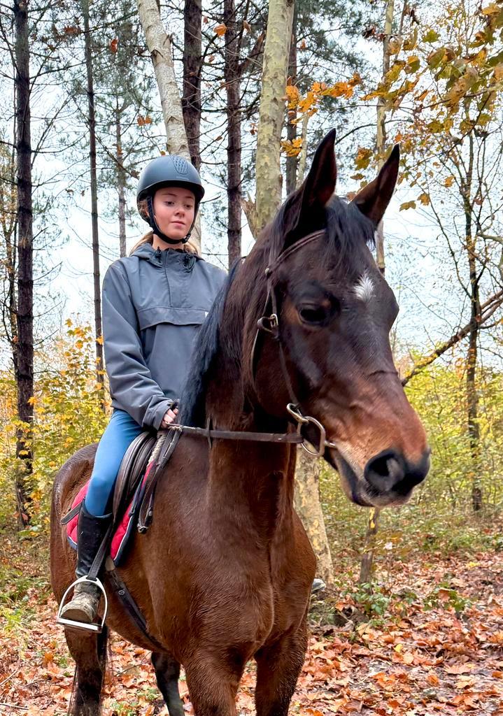 Grote brave ruin normale prijs, Dieren en Toebehoren, Paarden, Ruin
