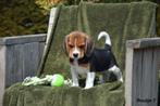 Prachtige Beagle pups, België, Beagle, CDV (hondenziekte), 8 tot 15 weken