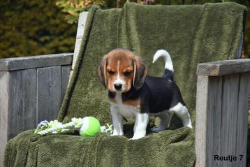 Prachtige Beagle pups  beschikbaar voor biedingen