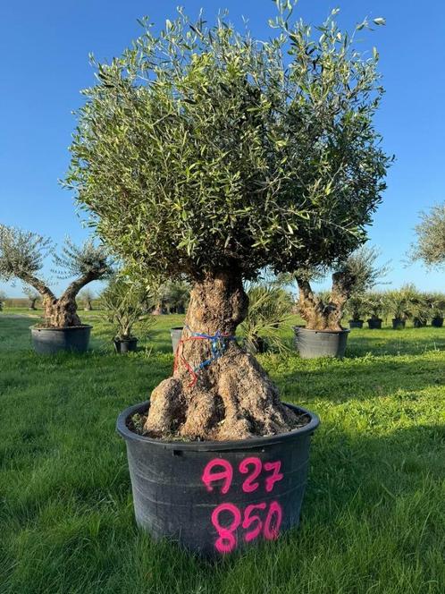 Ce Magnifique Olivier centenaire boule numéro A27 À 850€, Jardin & Terrasse, Plantes | Arbres, Olivier, Enlèvement ou Envoi