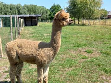 Alpaca te koop beschikbaar voor biedingen