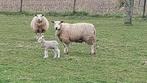 Ooi met ooilam, Mouton, Femelle, 0 à 2 ans