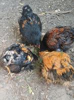 Cochin groothoender haan, Dieren en Toebehoren, Mei, Mannelijk