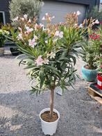 Nerium Oleander op stam wit, Tuin en Terras, Ophalen