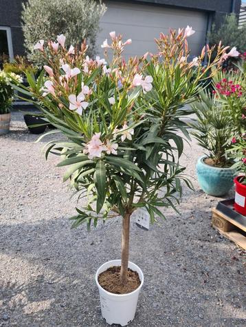 Nerium Oleander op stam wit beschikbaar voor biedingen