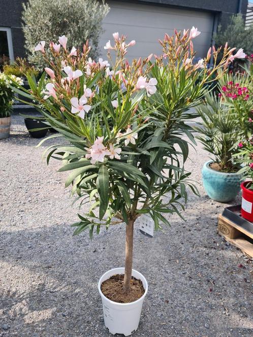 Nerium Oleander op stam wit, Tuin en Terras, Planten | Tuinplanten, Ophalen