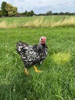 Wyandotte haan, Mannelijk, Kip