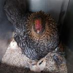 Araucana un poussin avec  poussins, Poule ou poulet, Femelle