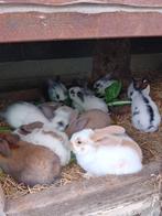 Vlinderkonijnen, Dieren en Toebehoren