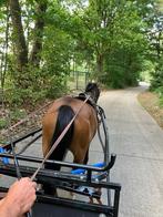 4 jarige C Pony, Dieren en Toebehoren, Merrie, C pony (1.27m tot 1.37m), 3 tot 6 jaar