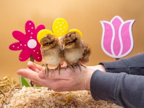 Bielefelder groot baby kuikens hennetjes, gesekst en ingeënt, Dieren en Toebehoren, Pluimvee, Kip, Vrouwelijk