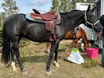 Black AQHA Mare, Animaux & Accessoires, Chevaux, Débourré, Moins de 160 cm, Cheval western, Vermifugé