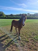 3 jarige d pony, Dieren en Toebehoren, Ruin, Zadelmak, Gechipt, 3 tot 6 jaar