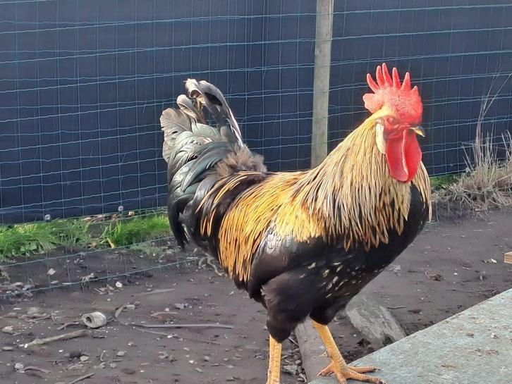 3 haantjes van jaar oud zoeken nieuwe thuis, Dieren en Toebehoren, Pluimvee, Kip, Mannelijk