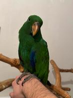 Handtamme edelpapegaai, Dieren en Toebehoren, Vogels | Parkieten en Papegaaien, Mannelijk, Papegaai, Pratend