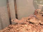 luipaardgekko te ruil tegen baardagaam, Dieren en Toebehoren