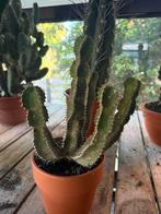 Cactus, Ophalen, Cactus