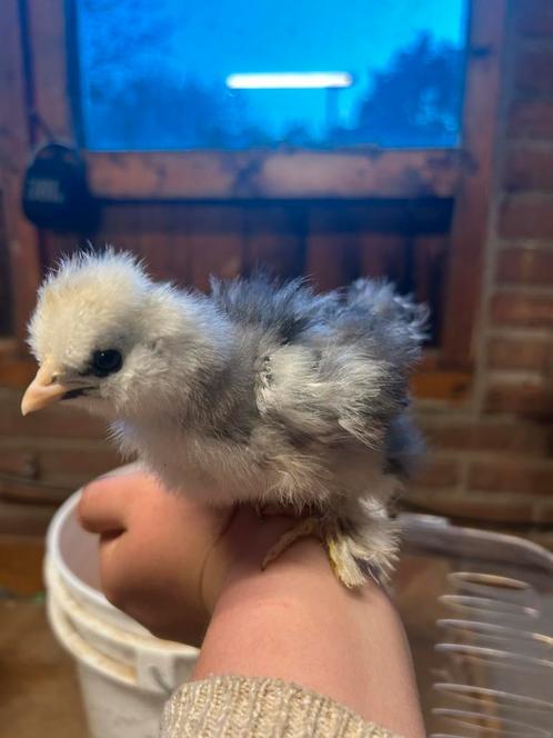 USA zijdehoen mottled kuikens, Dieren en Toebehoren, Pluimvee
