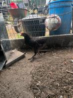 1jonge marans haan 1brahama mix haan, Dieren en Toebehoren