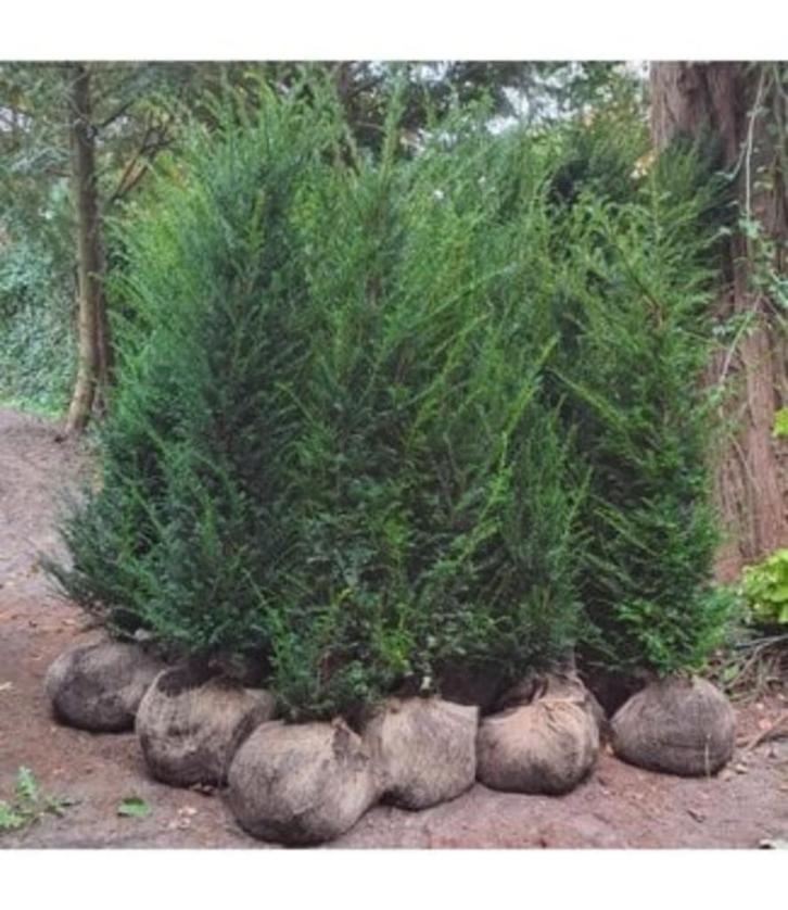 TAXUS IF 50/60/80/100/125/150/175/200 CM POT KLUIT, Tuin en Terras, Planten | Tuinplanten, Ophalen