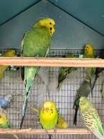 GEEL/GROENE GRASPARKIETJES VANAF 15 EURO/KOPPEL, Dieren en Toebehoren, Meerdere dieren, Parkiet