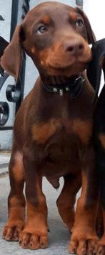 Chiots doberman bruns à vendre, Un chien, Belgique, 8 à 15 semaines, Éleveur | Loisir