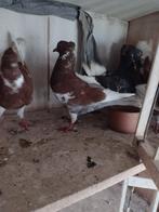 Sierduiven Belgische Ringslagers, Dieren en Toebehoren, Meerdere dieren, Tuimelaar of Roller