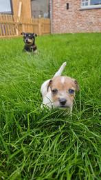 Jackrussel pups, Jack Russel Terrier, Plusieurs, Parvovirose, Belgique
