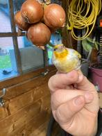 Grote distelvink x kanarie agaat, Dieren en Toebehoren, Mannelijk, Wildzangvogel, Geringd